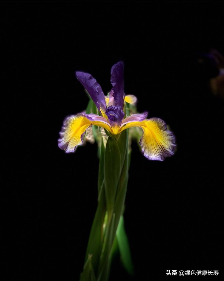 世界花园风景,世界花园