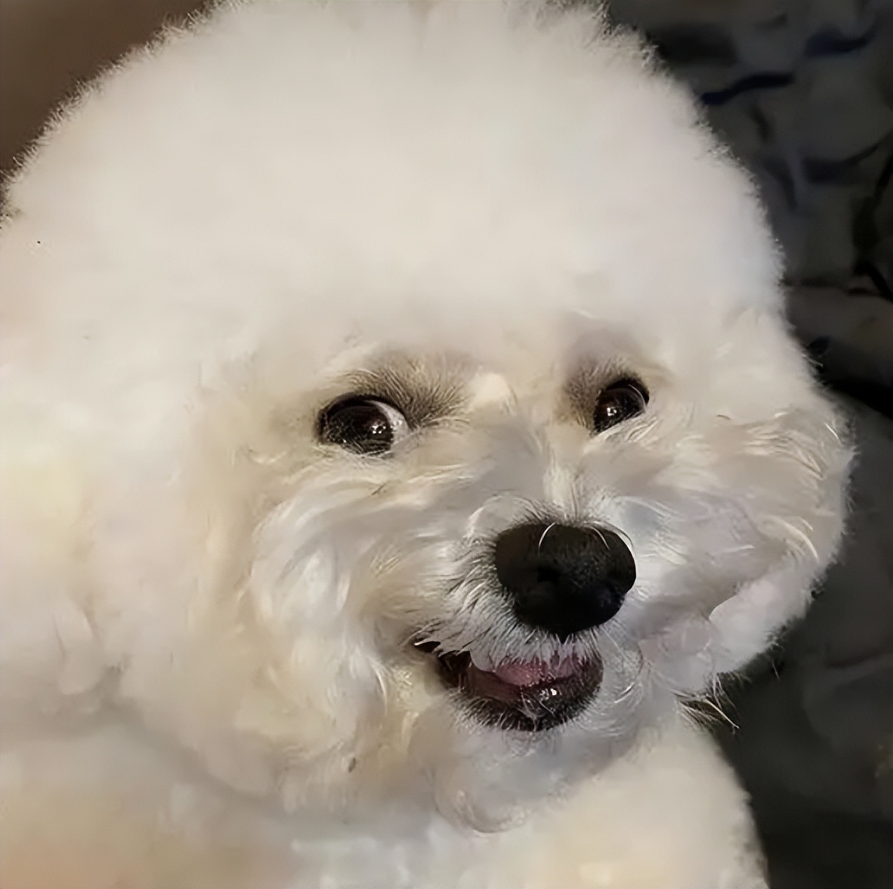 养比熊千万要记住的饲养知识,养比熊的正确方法和注意事项