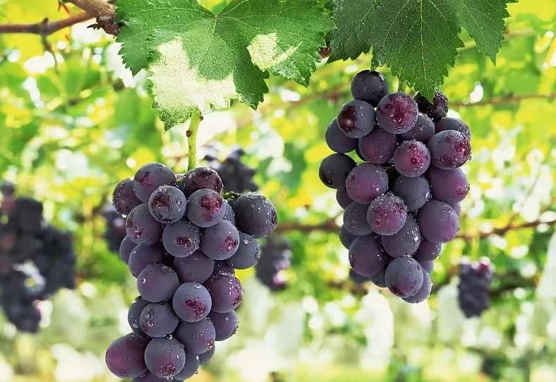 长春的秋天风景,长春周边一日游的绝佳去处秋天