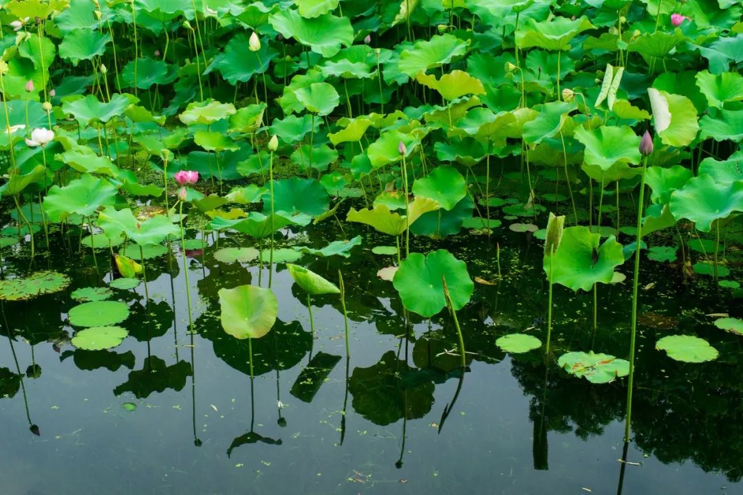 十首禅意古诗诗词,十首顶级五字禅意诗