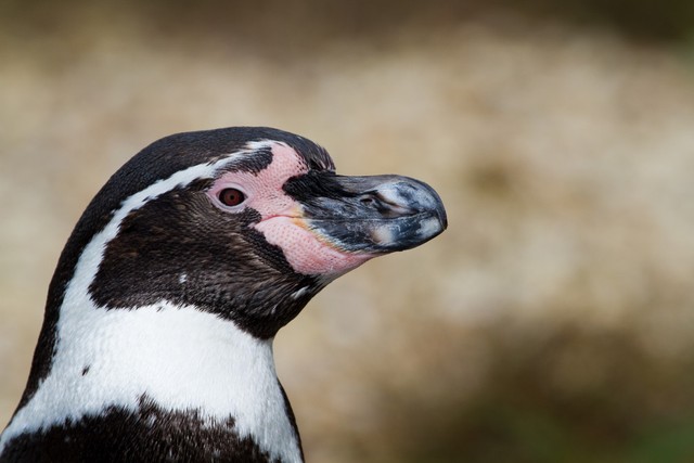北极的企鹅是不是被北极熊吃光了,北极大企鹅有没有灭绝