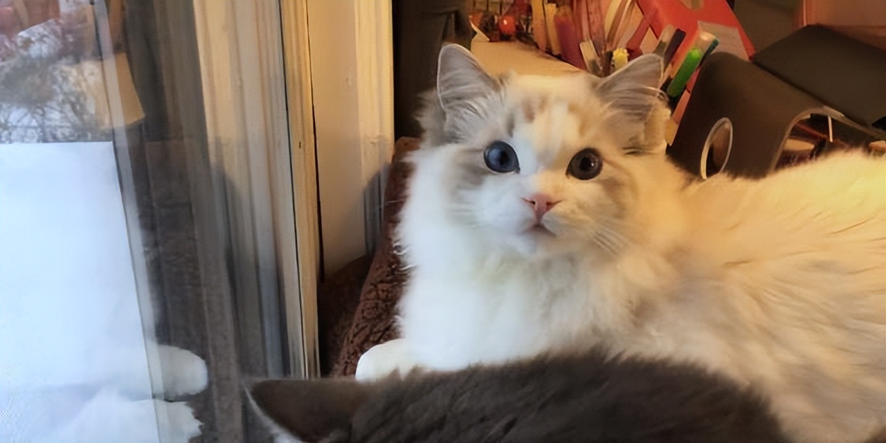 猫咪讨厌你的5个表现你中了几个,猫咪最讨厌的几种东西是什么呀