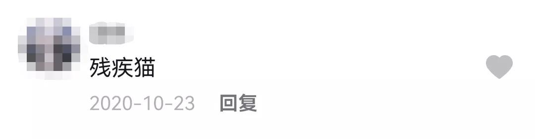 哪种猫招财好养活,哪种猫最招财又好养