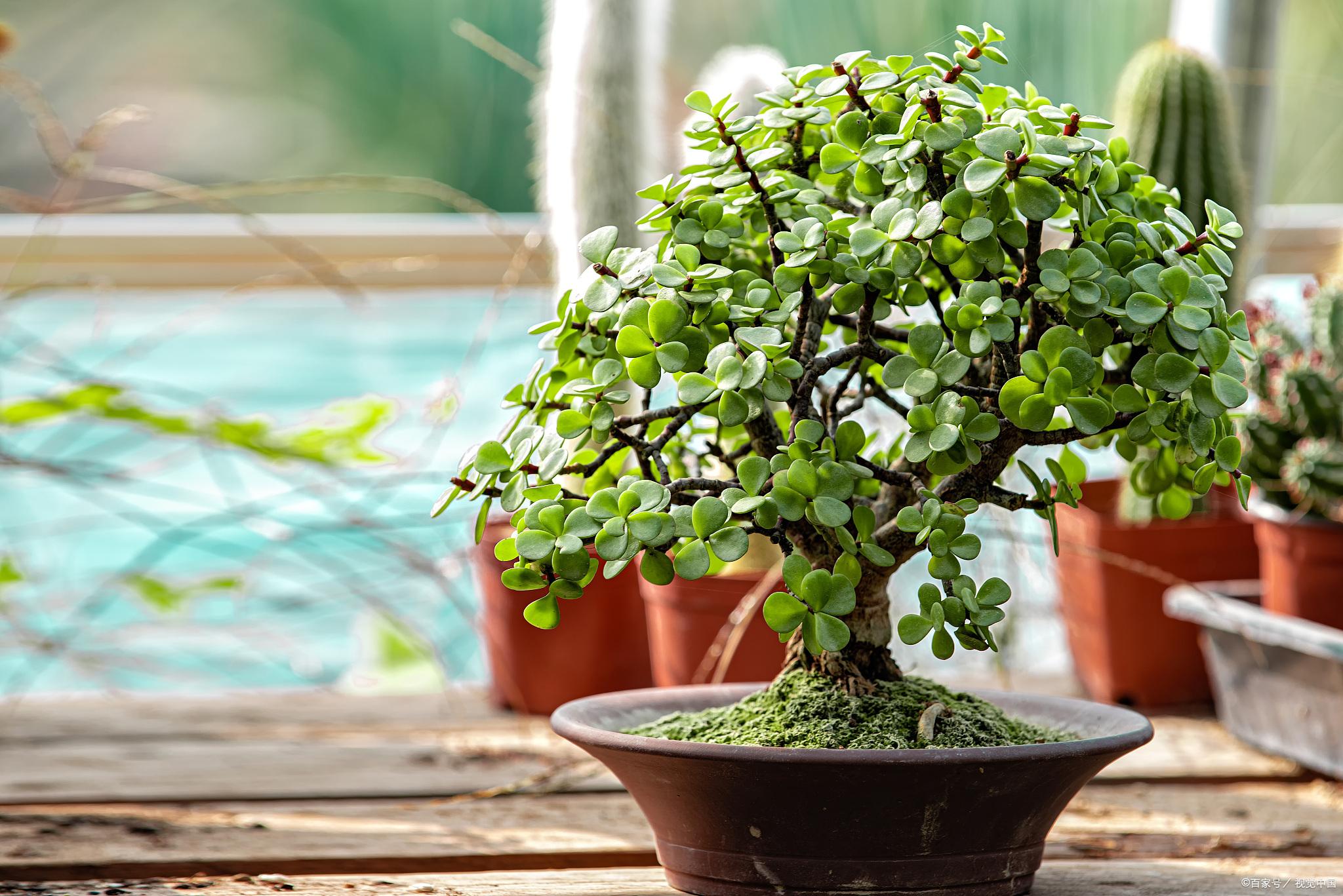 摆放客厅十种最旺气的花,家中客厅财位摆放什么最招财聚财