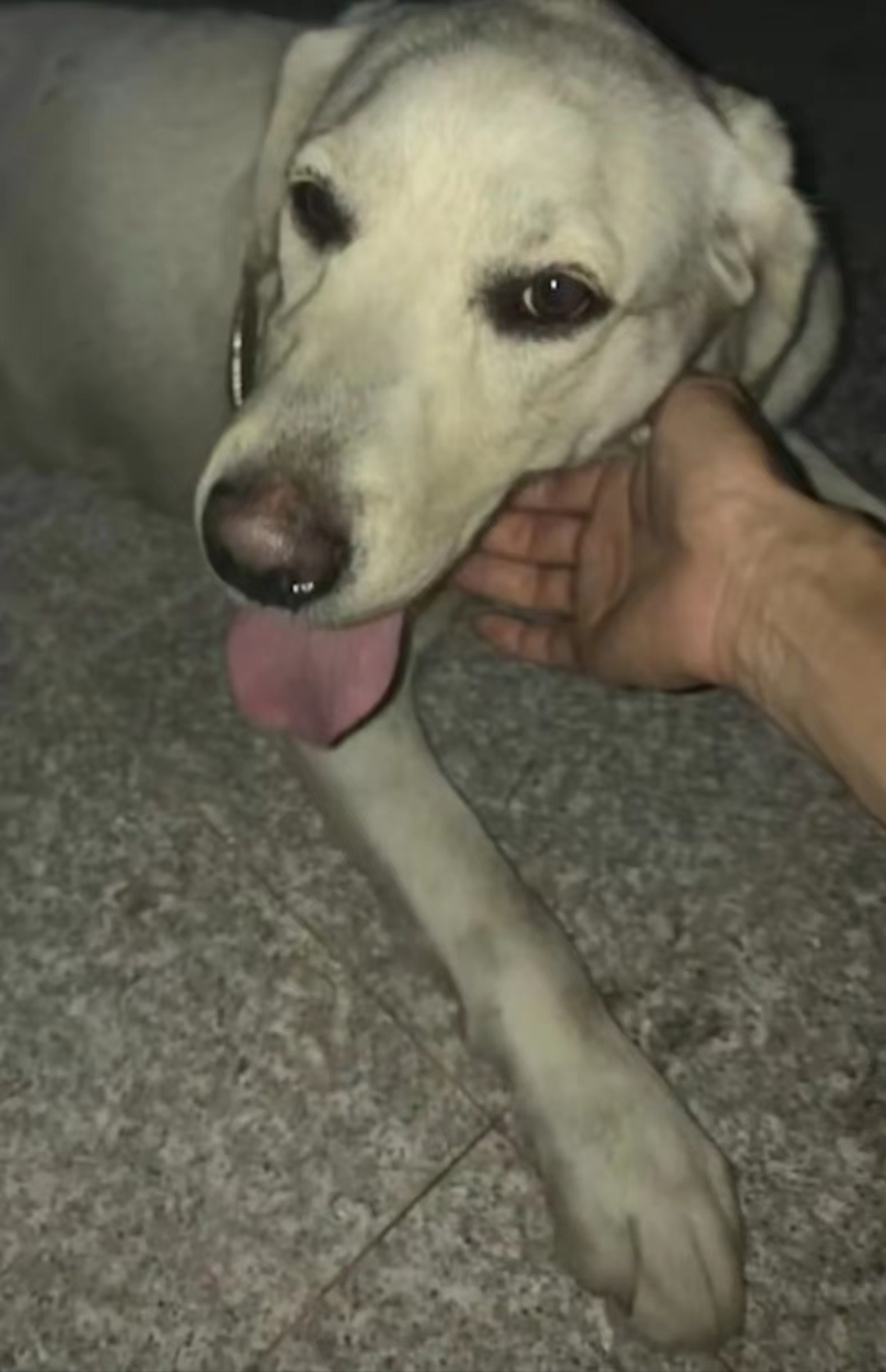 流浪狗喝了路边的水,流浪狗仰头喝水后续