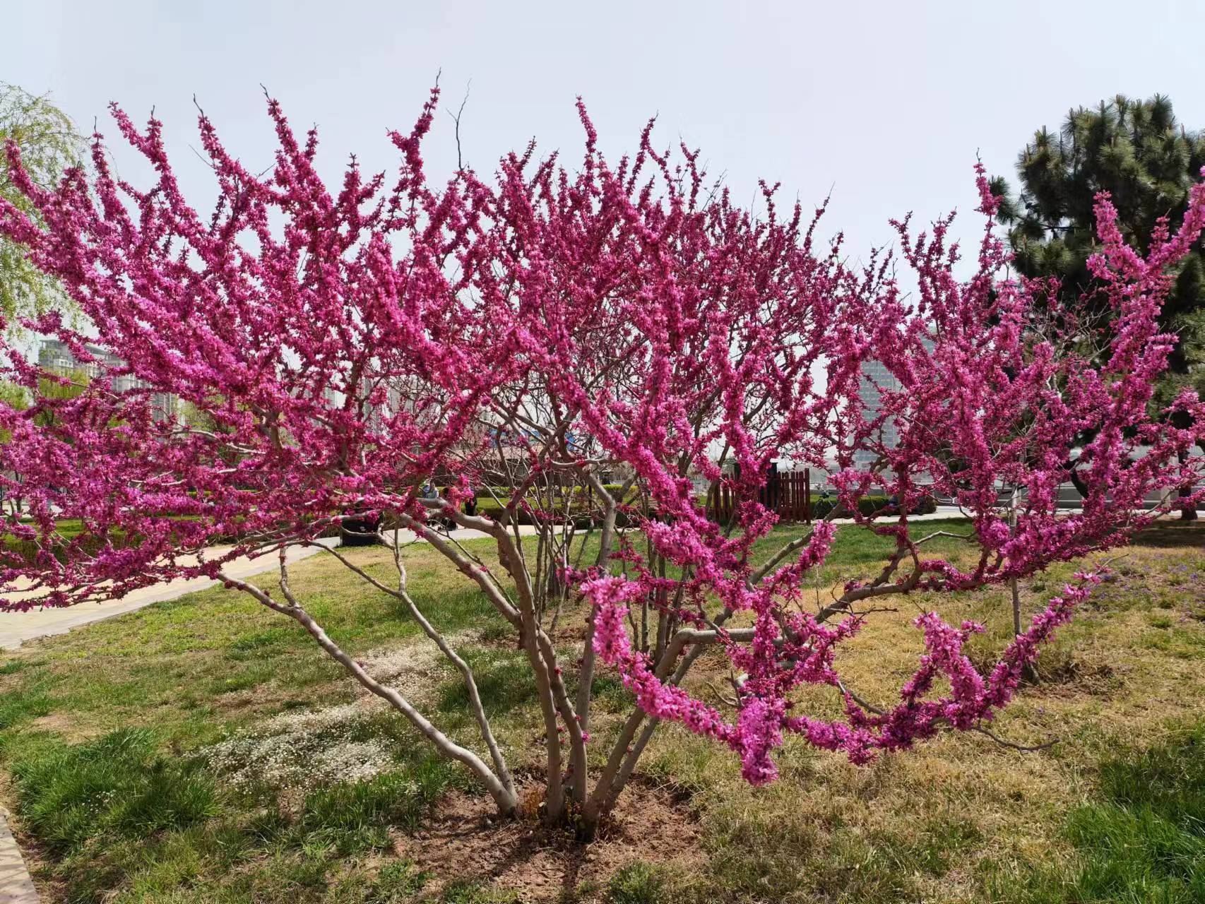 原创七绝春藏头诗,春吟新韵的七绝诗