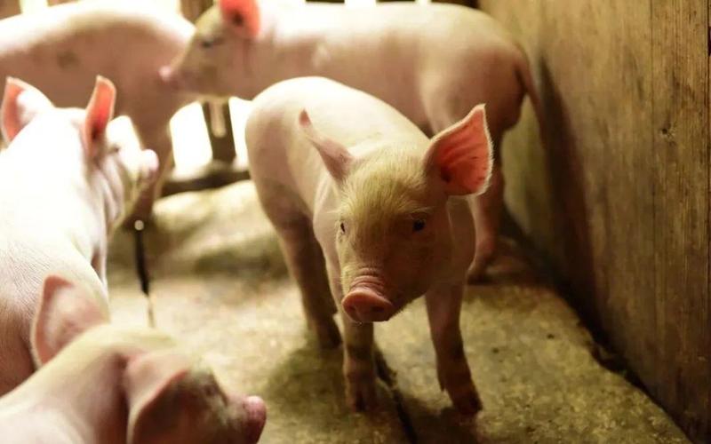 外购仔猪回来怎么管理？外购仔猪需要注意哪些事项？这4点很重要