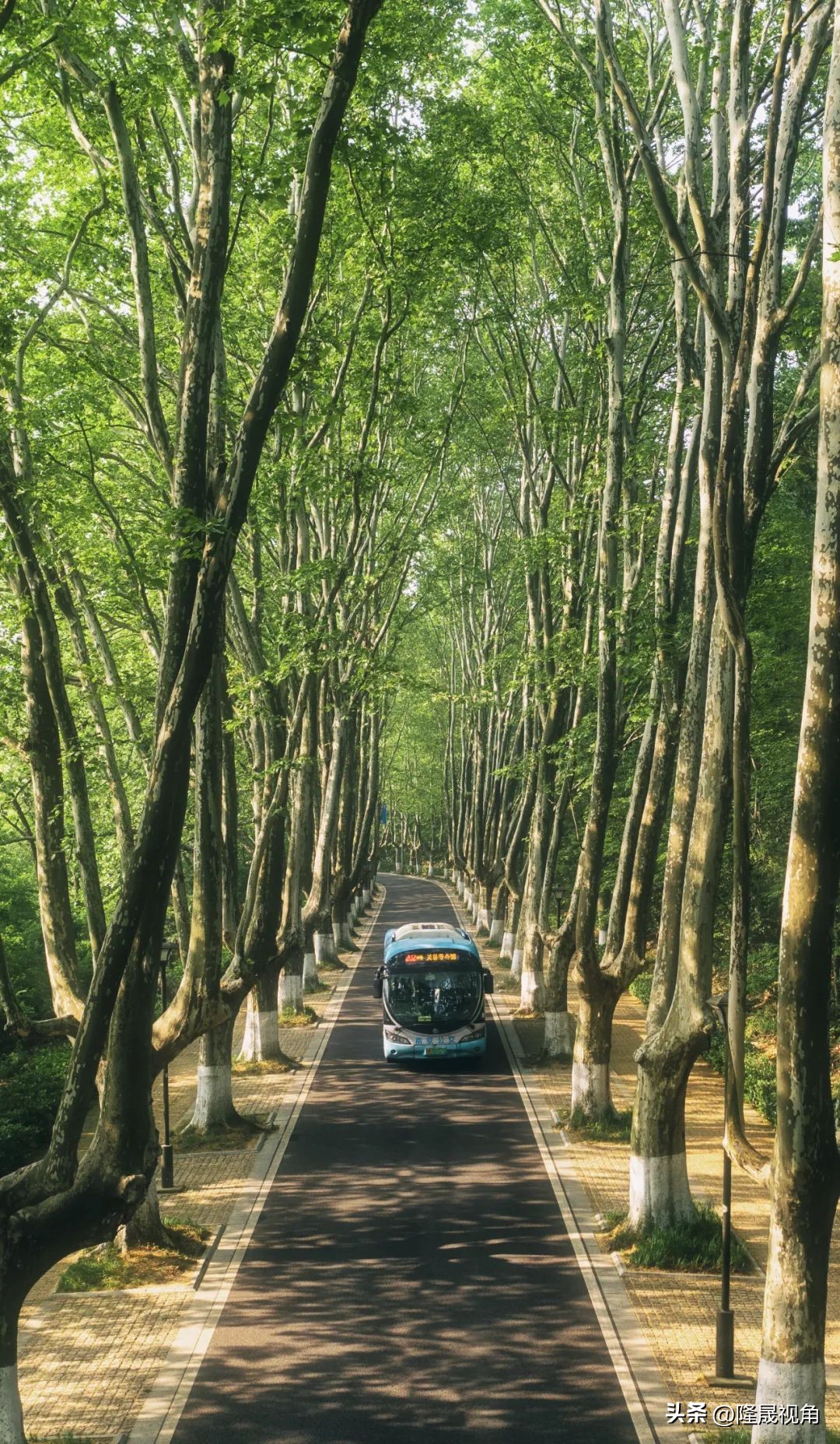 树是南京树,只有南京才有的树