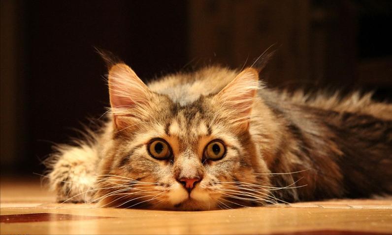 长期养猫突然变凶,再次提醒养猫会得这7种病