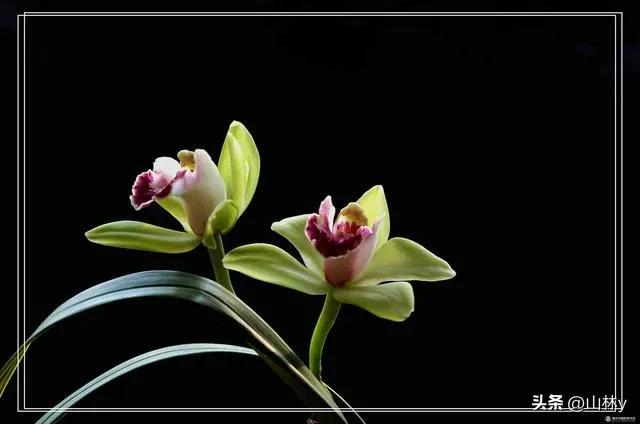 十大绝美花朵,绝美花朵视频