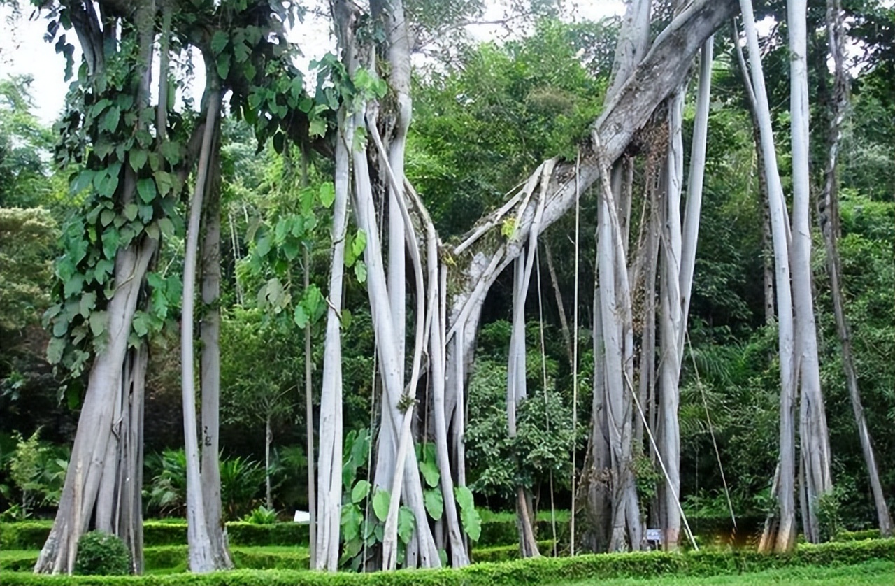 榕树的生长条件,榕树的养殖方法和注意事项详解