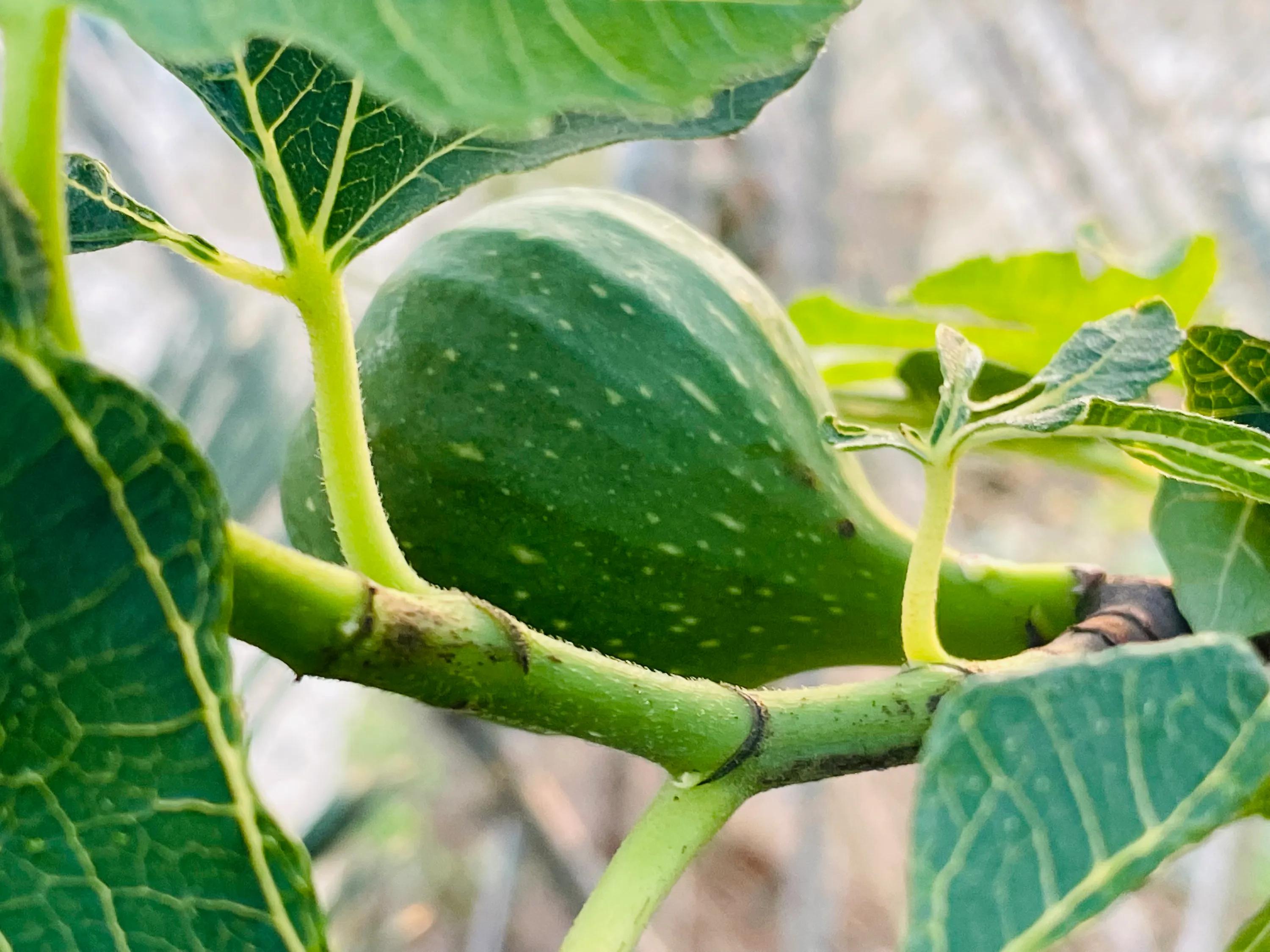 一双丝袜引发的惨案,一双袜子引发的故事