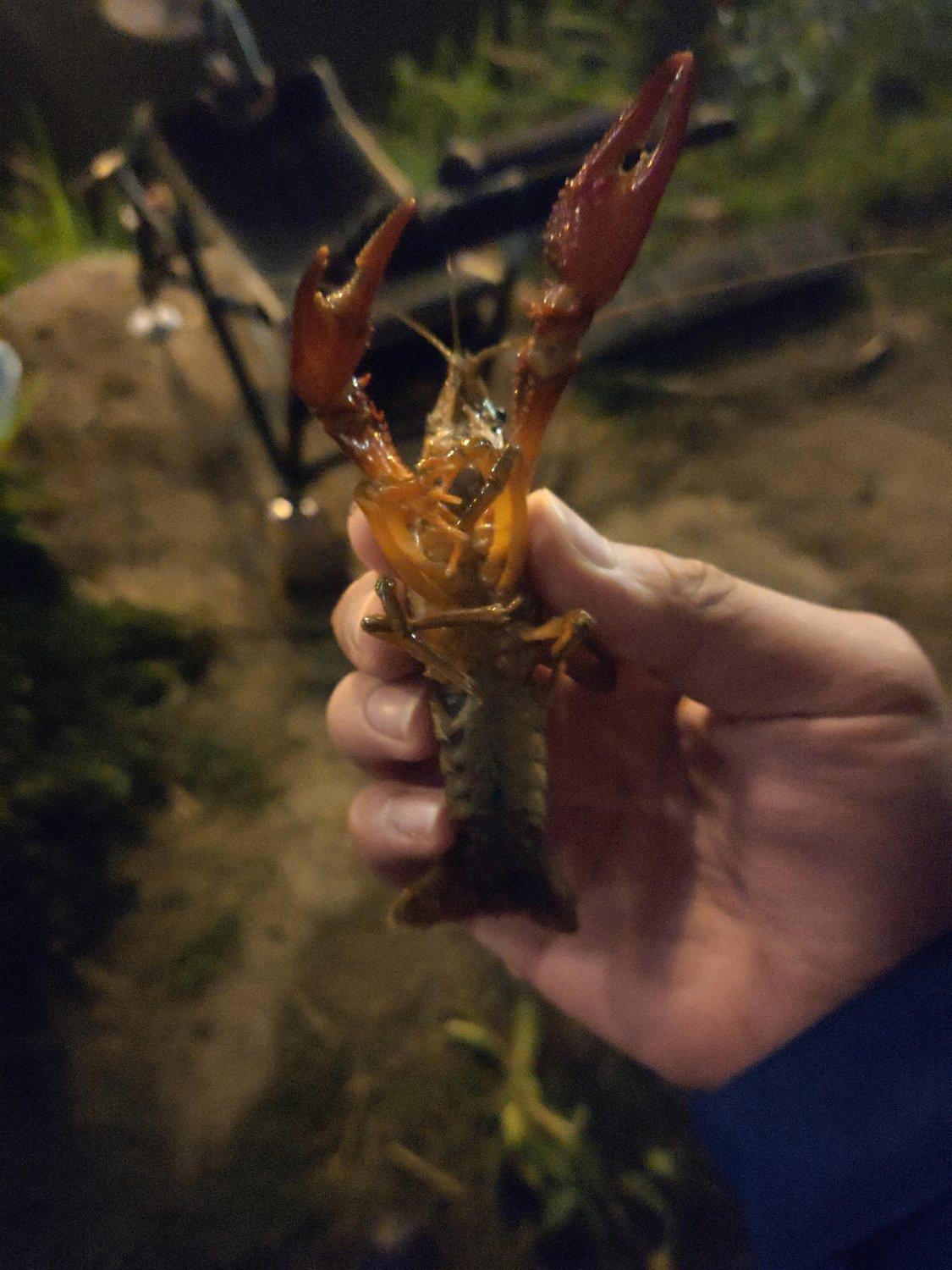 惊险！上海夜钓者水渠捞龙虾捞到两条短尾蝮，钓者：都放生了