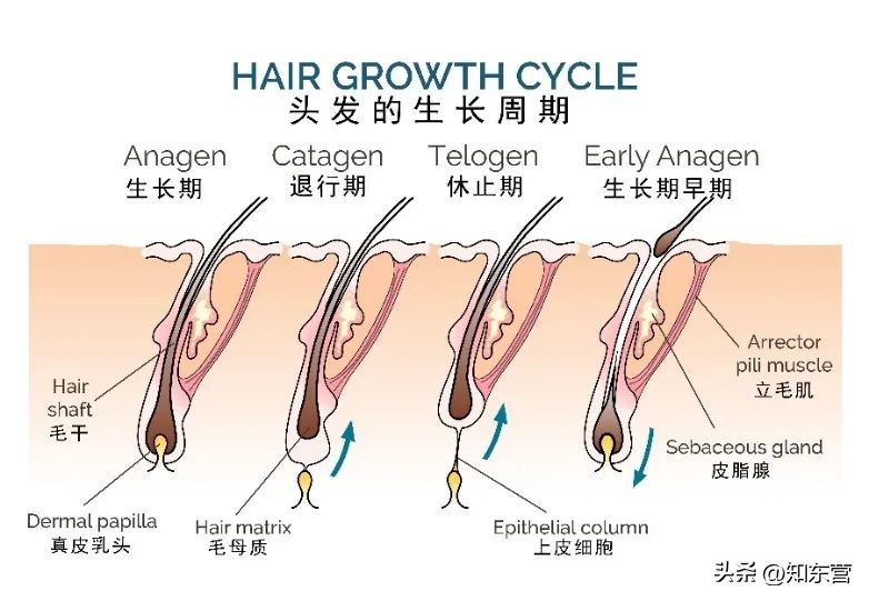 为什么足球运动员秃顶,为什么足球运动员会脱发
