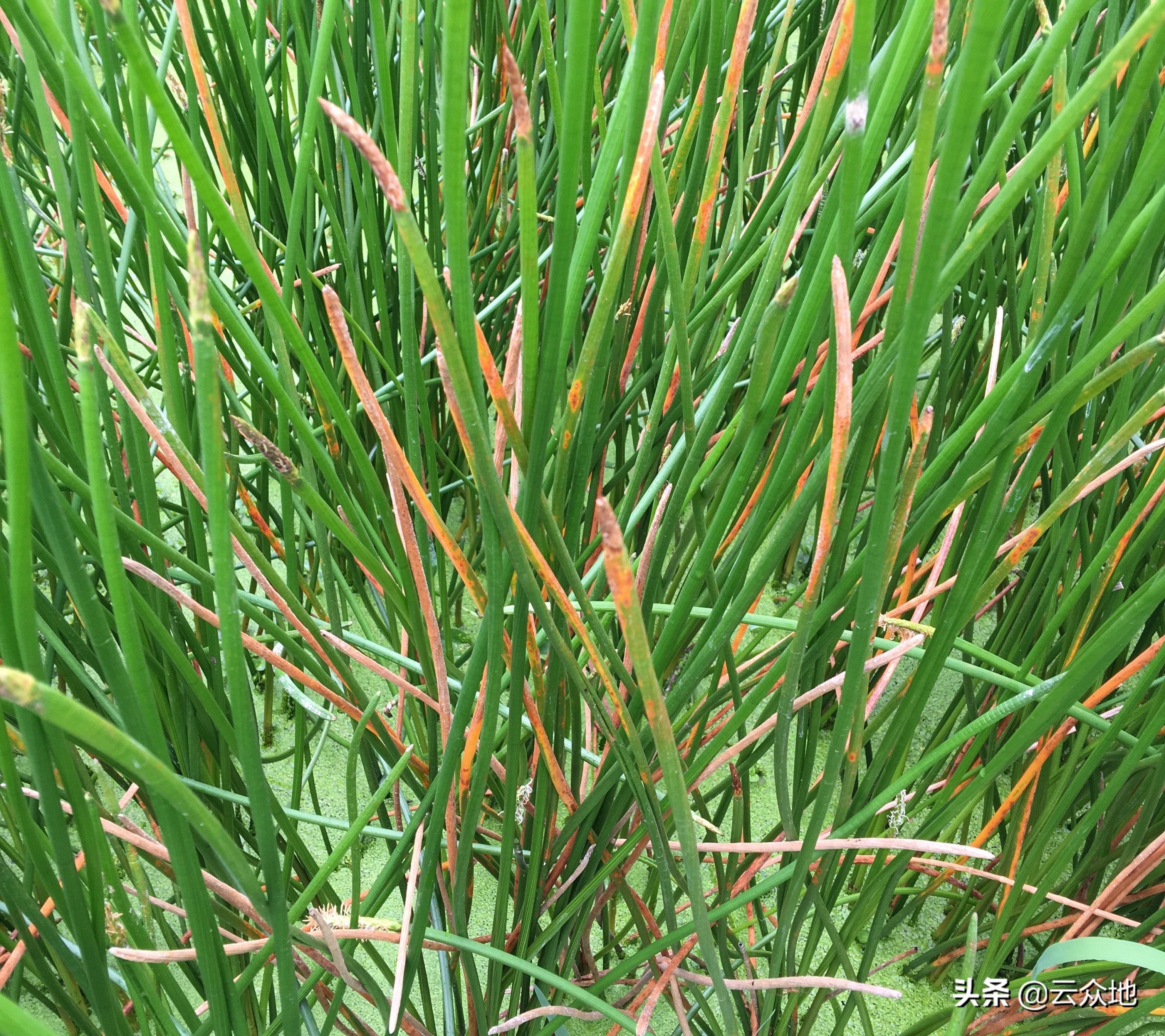 荸荠枯萎病用什么药治疗,农药荸荠秆枯病特效药
