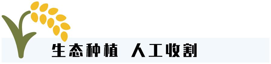 教你几招快速辨别五常大米,五常大米稻花香2号如何辨别真假