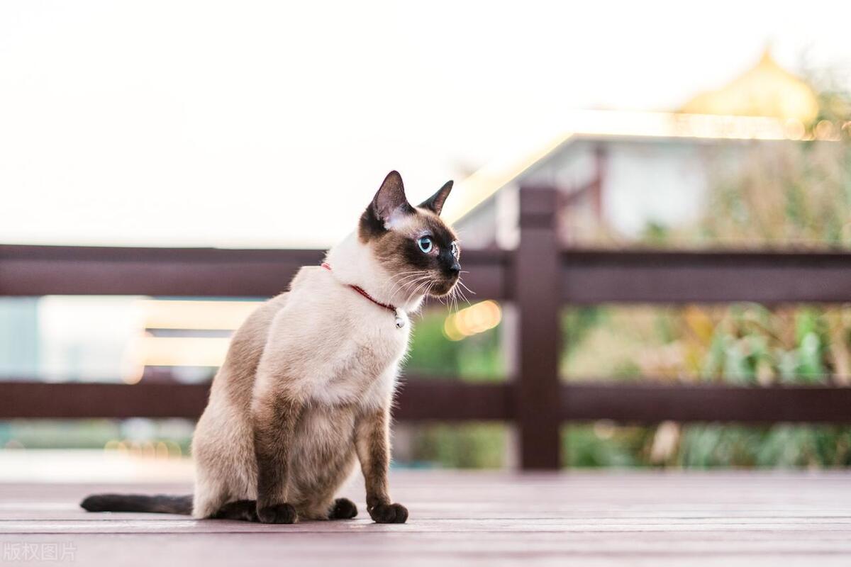 宠物猫暹罗猫排第几,暹罗猫宠物猫的视频