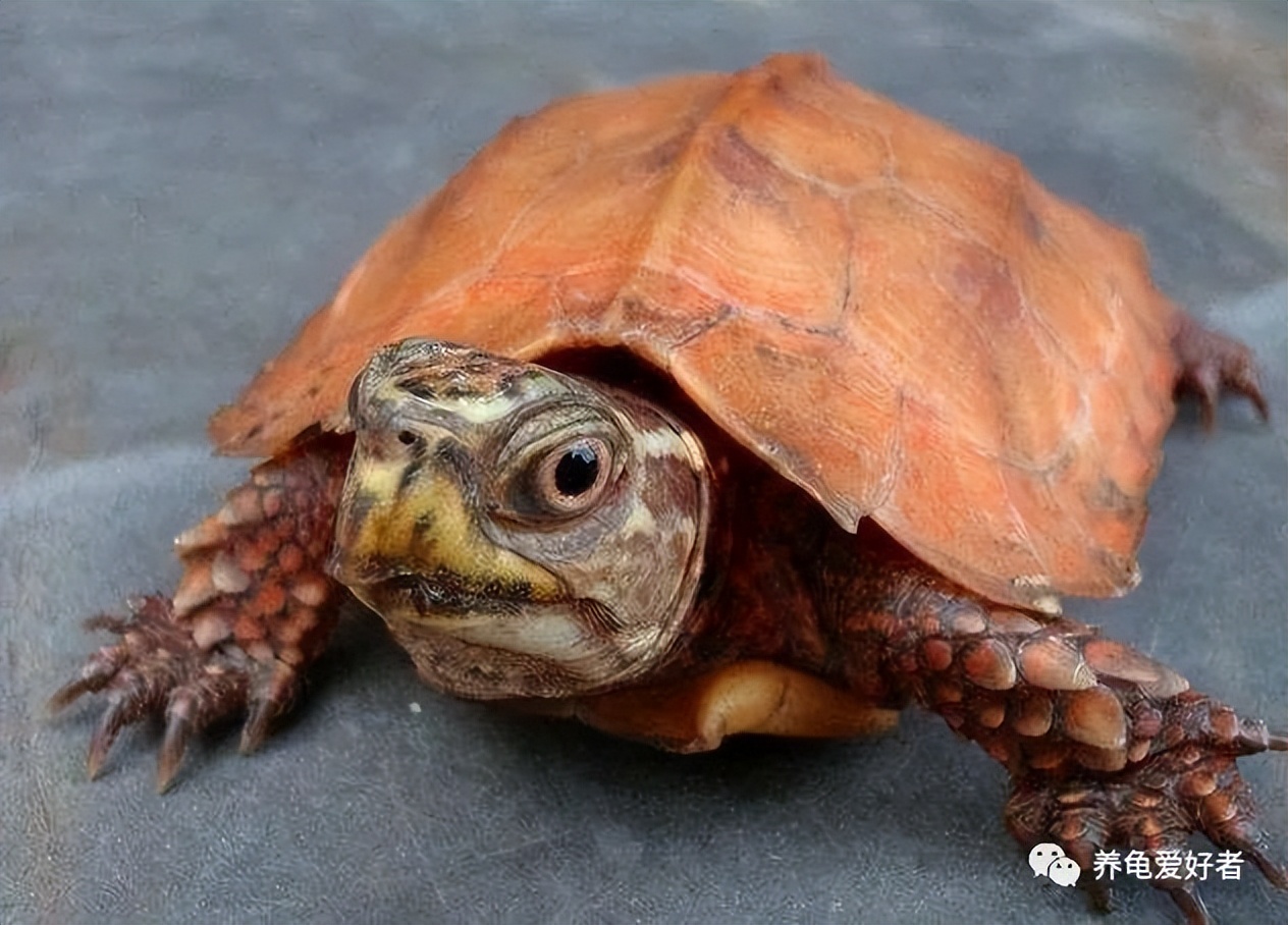 养半水龟用什么土,养半水龟用哪一类绿植好