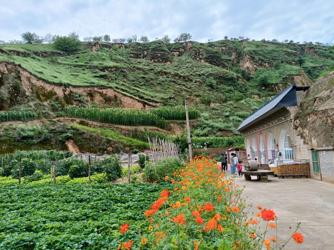 陕西关中种植致富项目,庭院经济实现群众增收