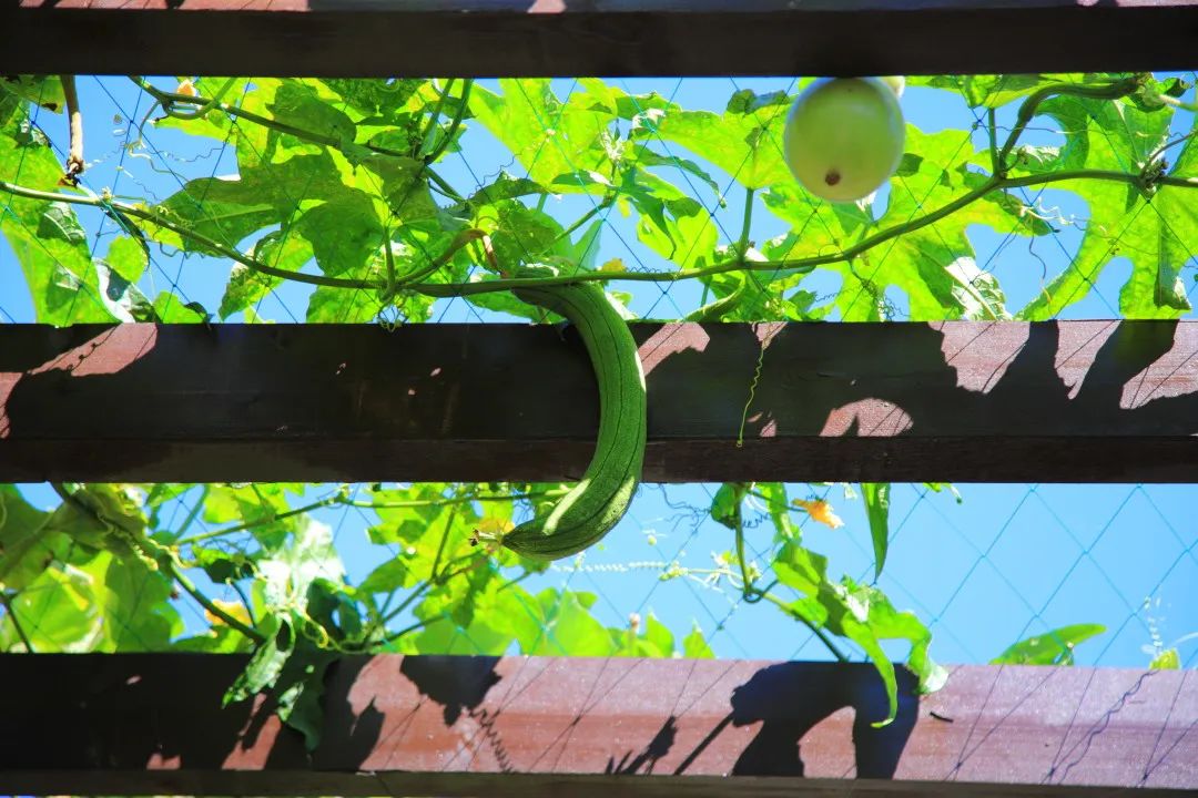 北京周边的向日葵花海,顺义向日葵花海