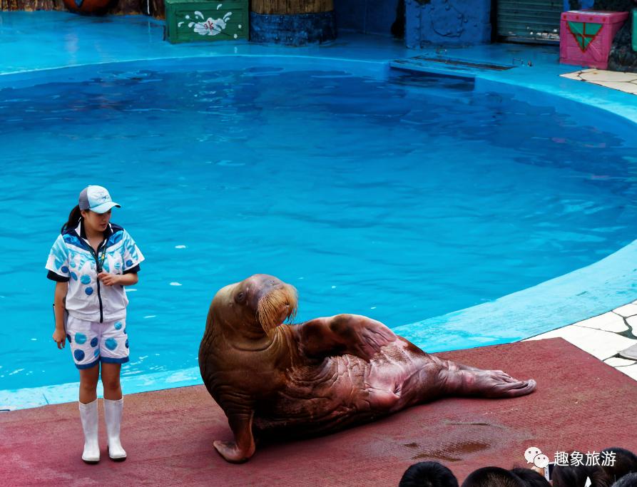大连老虎滩海洋公园冬季好玩儿吗,大连老虎滩海洋公园游玩视频