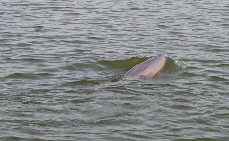 什么年代禁捕刀鱼,1万一斤刀鱼