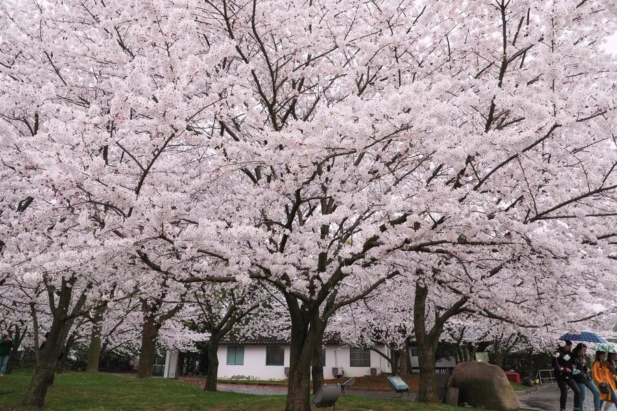 染井吉野樱花是什么樱花,大岛樱花和染井吉野樱的区别