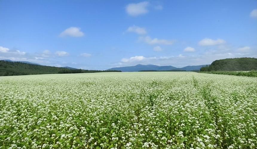 北海道的薰衣草花海在哪里,日本北海道薰衣草花海图片
