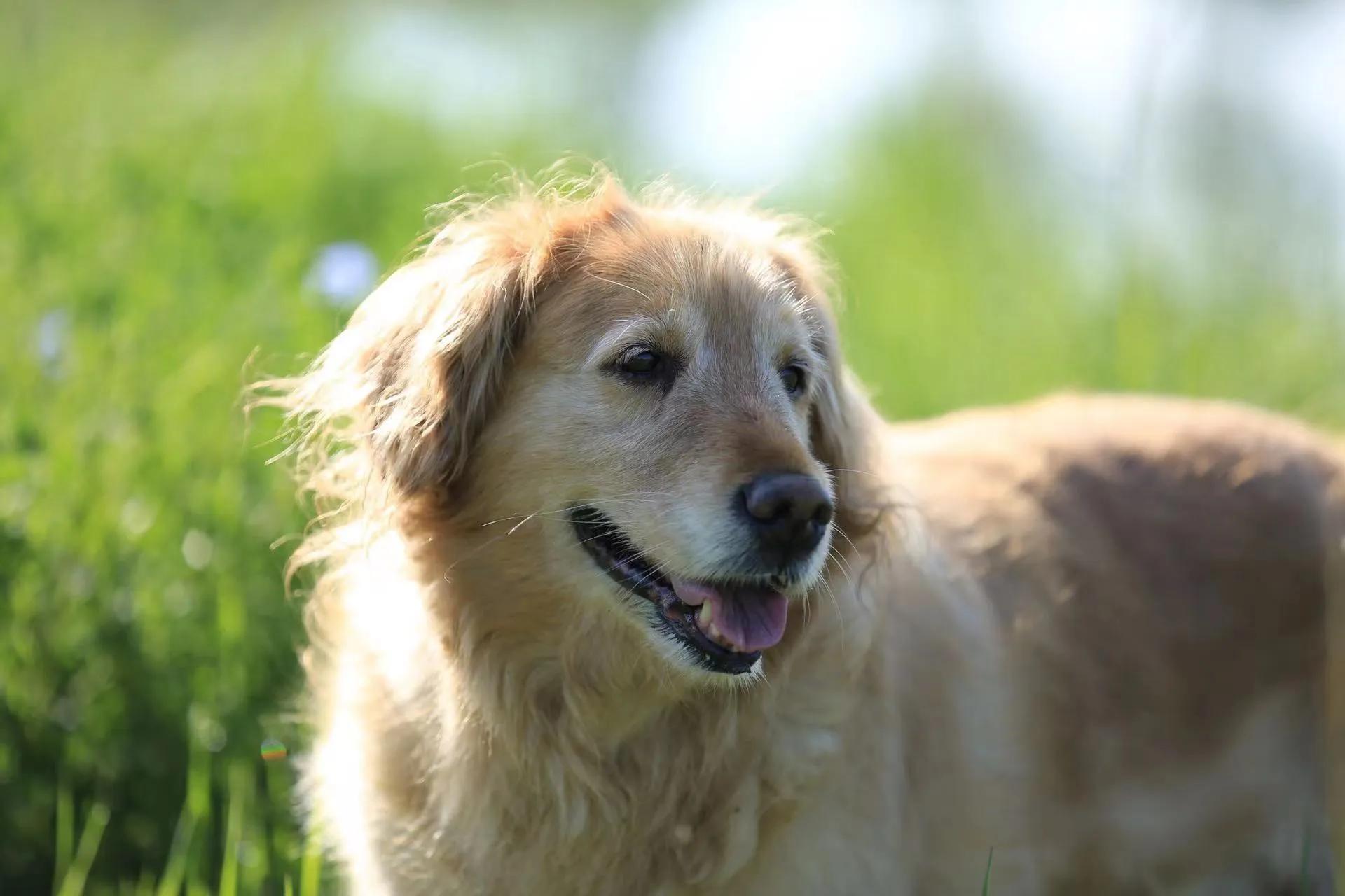 我的毛毛-写给12年相濡以沫的金毛