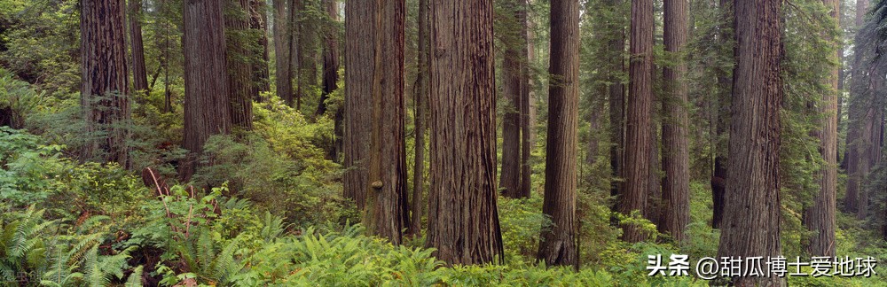 古树有很多东西要告诉我们，人类与古老植物的关系竟然如此密切