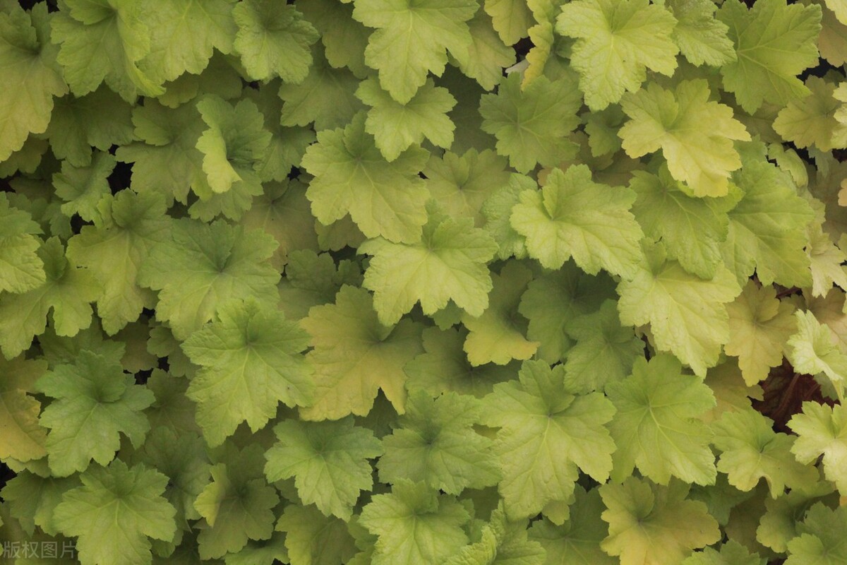 十二星座周运白羊座金牛座双子座,金牛座双子座下半年运势