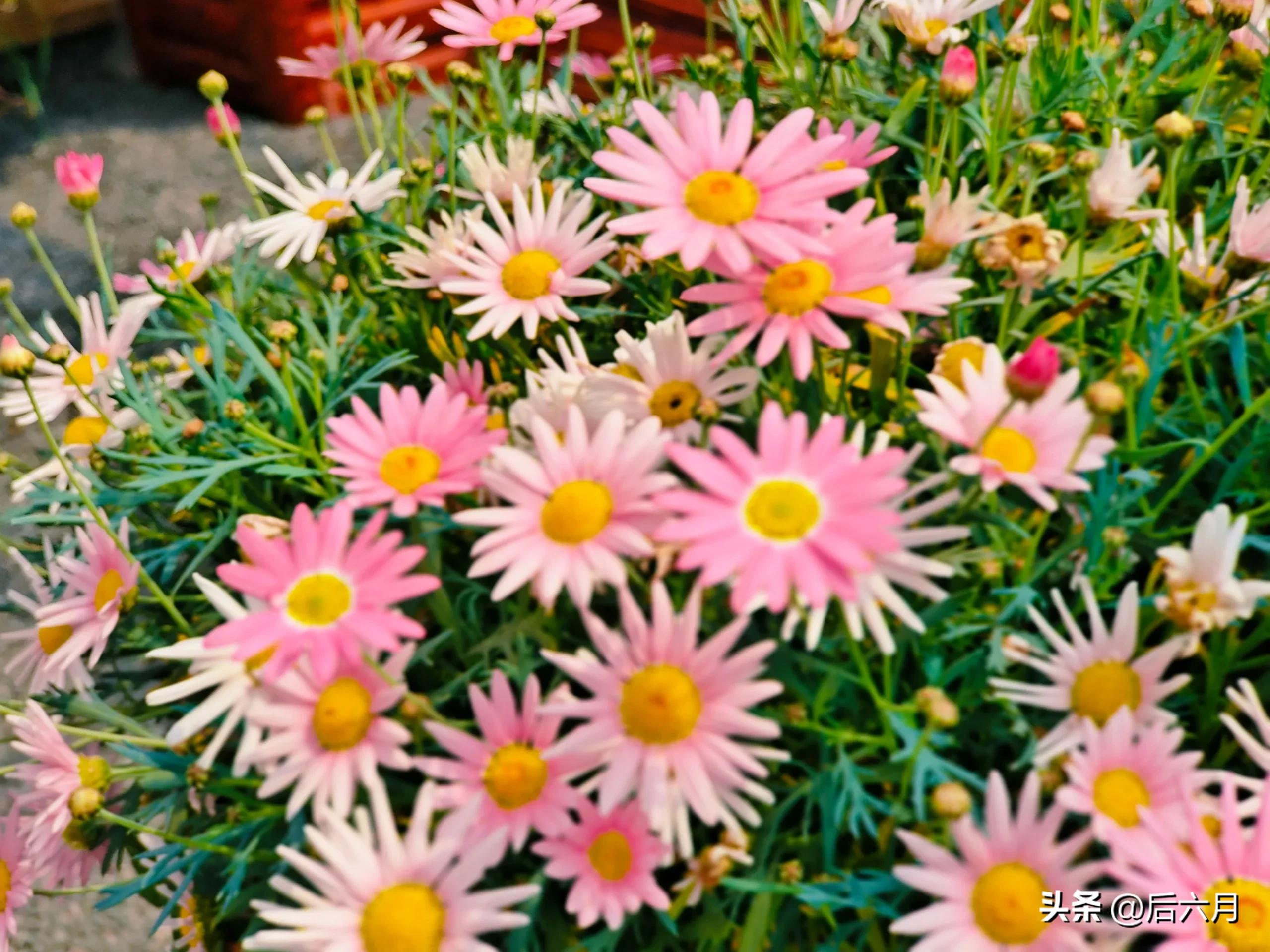 途游西海岸l无比方花园，杨家山里新添网红打卡地