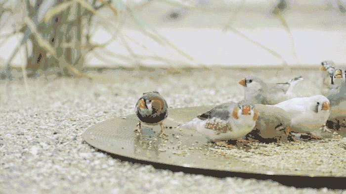 猫狗不停，除了猫狗，这些小可爱，你家的娃都养过了吗？