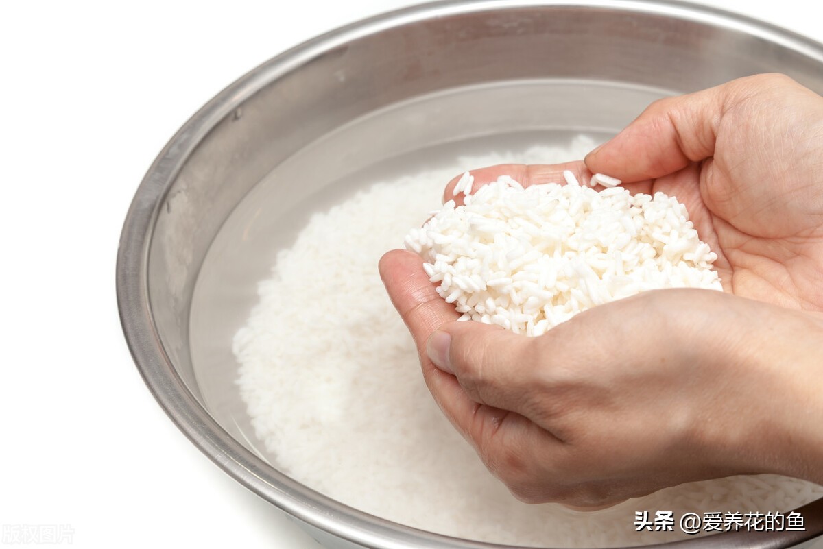 淘米水自制有机肥最简单方法,淘米水和水果皮做液肥