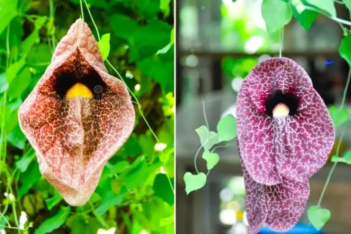 长得比较奇葩的植物,植物界奇葩的几种植物