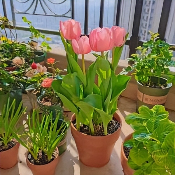 白醋洗头发变黑的小窍门,每日小妙招白醋