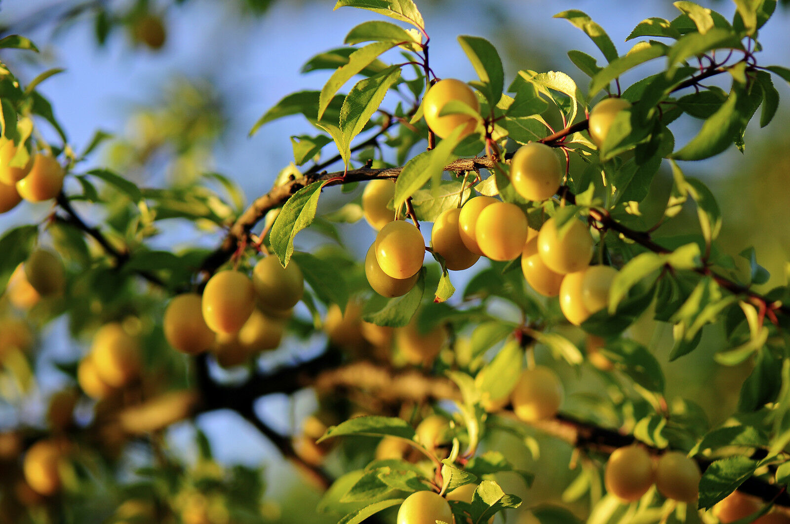 美国禁止的十大食物,美国十大不能吃的食物