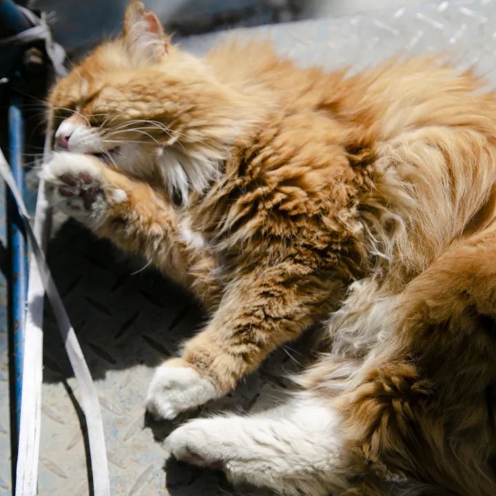 毛森森,观复猫毛森森