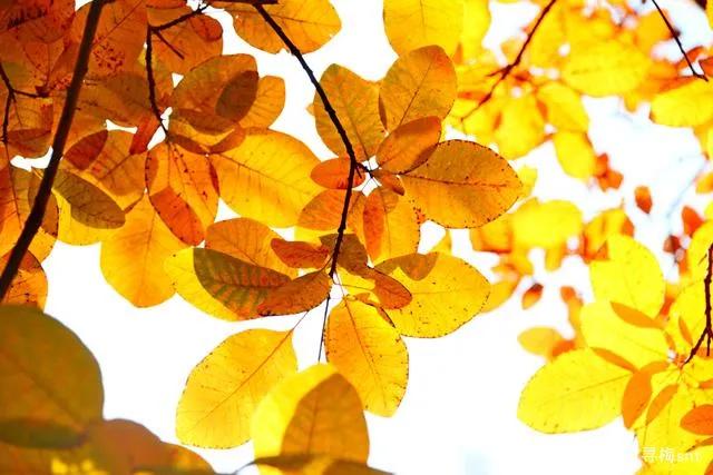 秋天最美的散文,绚烂的秋天美文