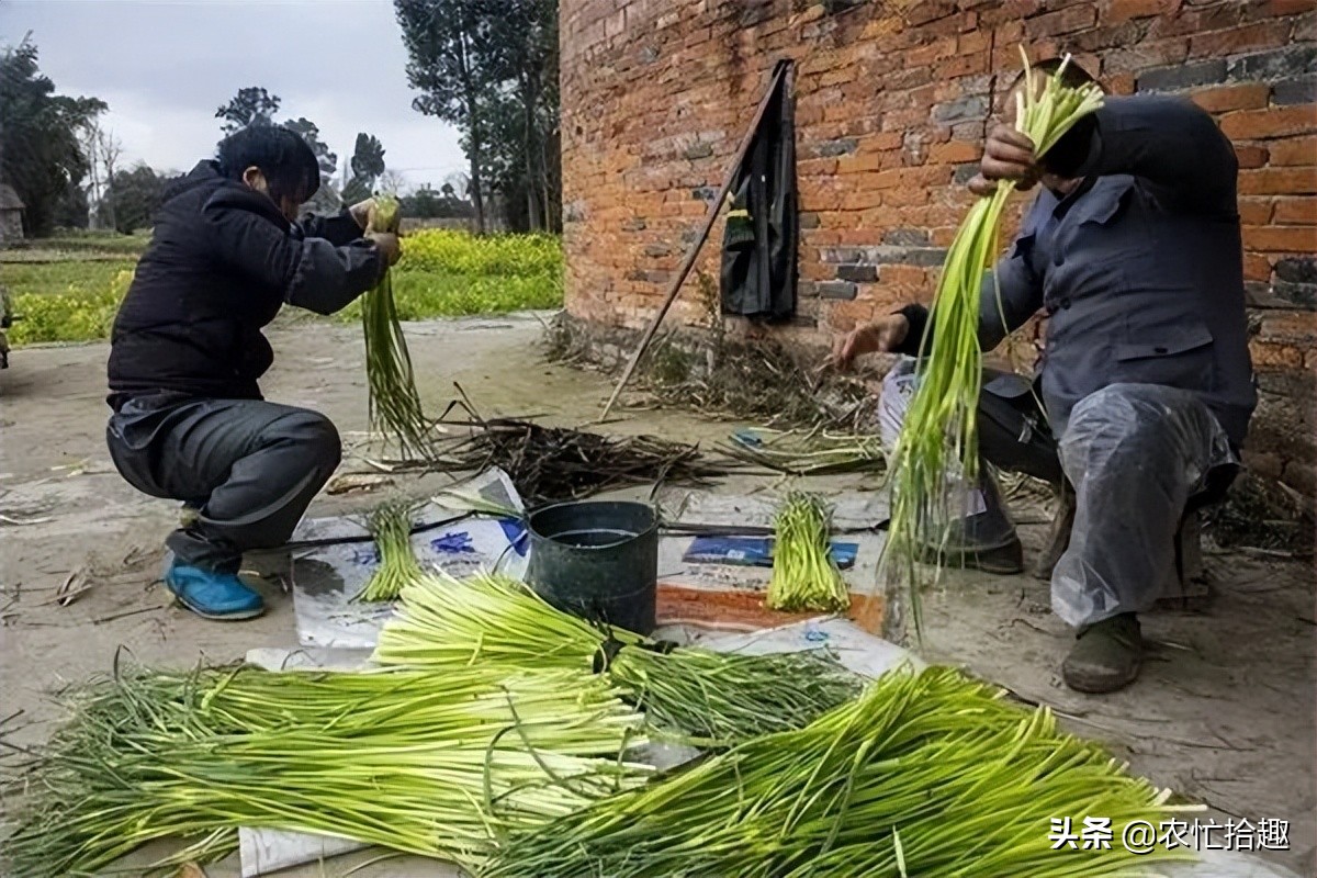 蔬菜批发价突破2元1斤,蔬菜突然猛涨价