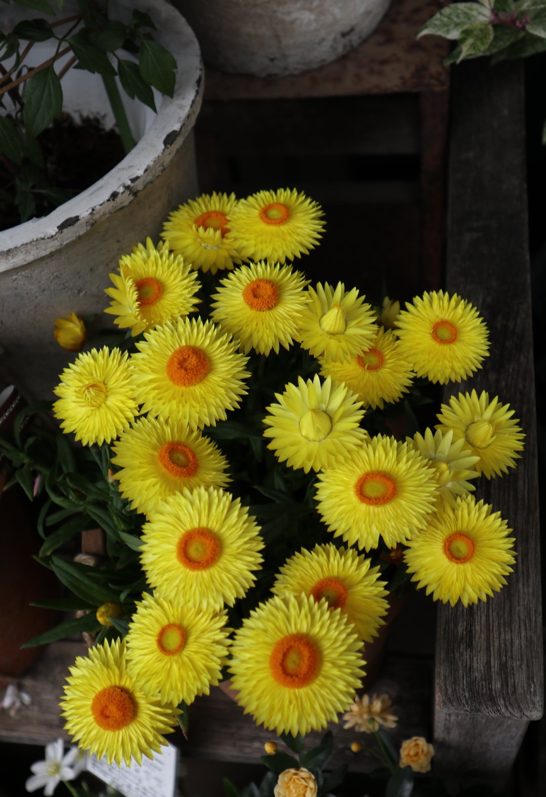 麦秆菊阳台,花期最长的花排名麦秆菊