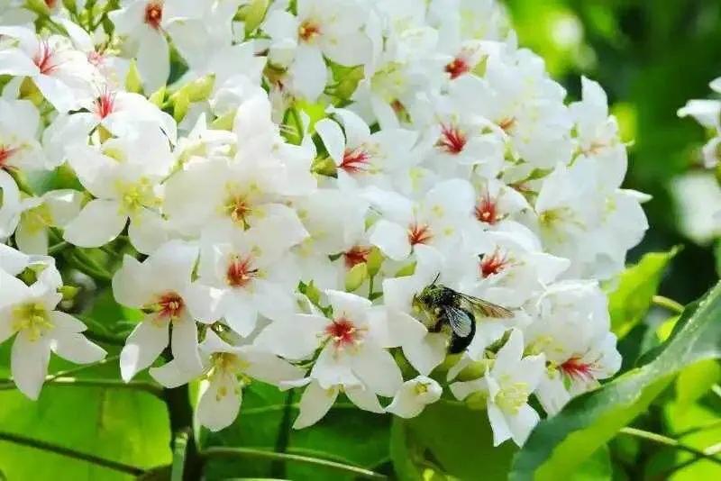 五月是油桐花的季节,油桐花美景图片