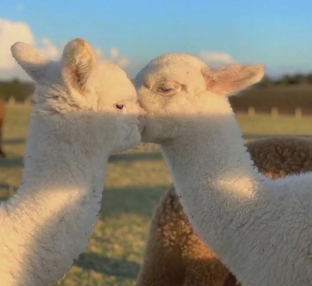 神兽羊驼生活,神兽羊驼介绍