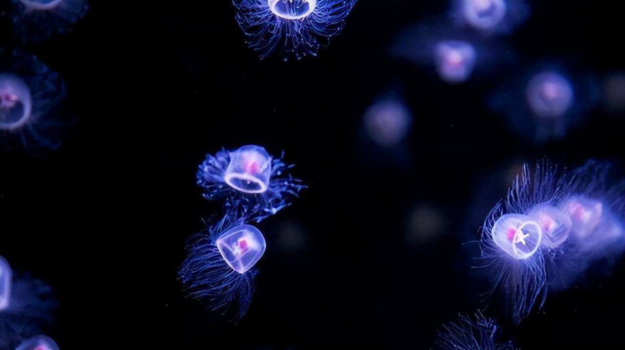 永生的灯塔水母有记忆吗,灯塔水母能永生的详细研究