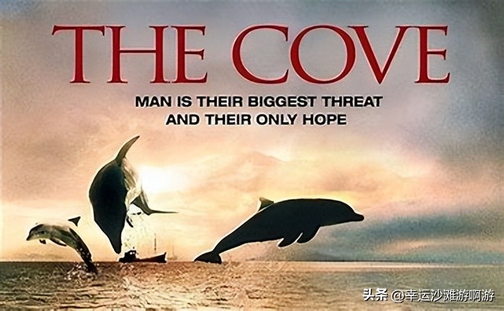 你看过海豚跃起的瞬间吗,你见过海豚湾吗