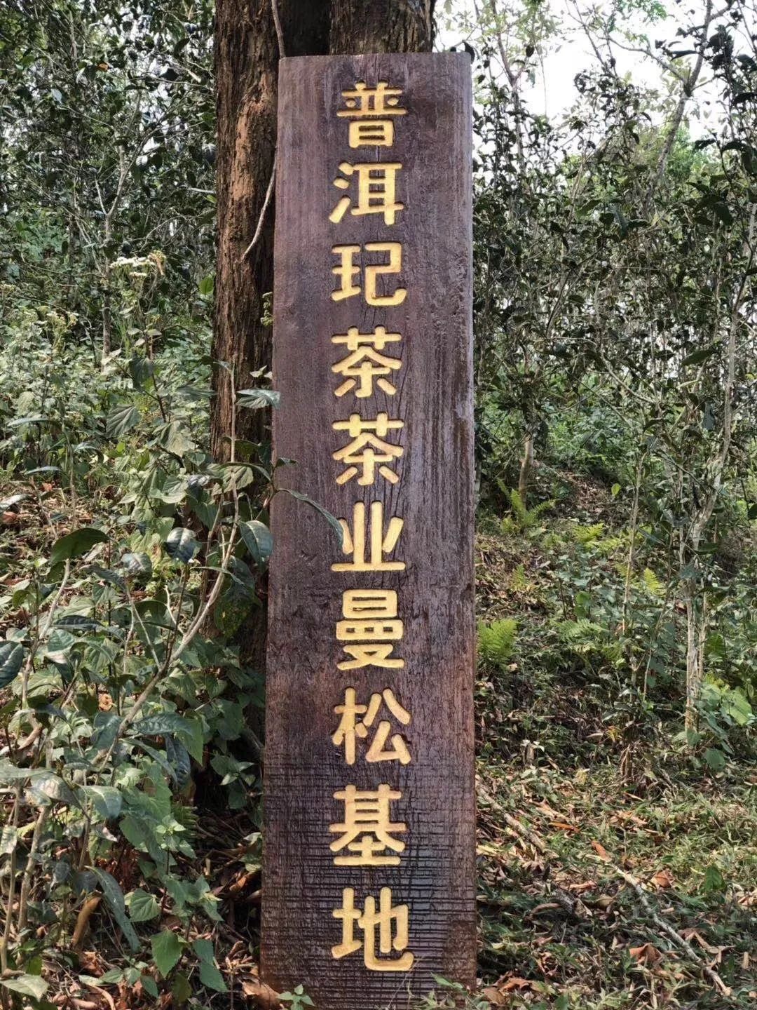 冠军会创始人陈成：人生恰似茶中味，苦涩香甘品自明