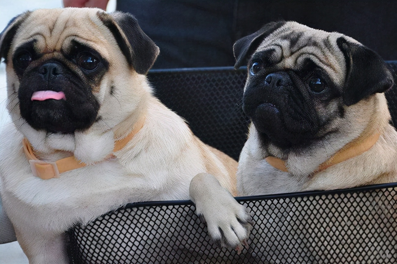 巴哥犬经常呕吐没消化的狗粮,巴哥犬吃了鱼刺呕吐怎么办
