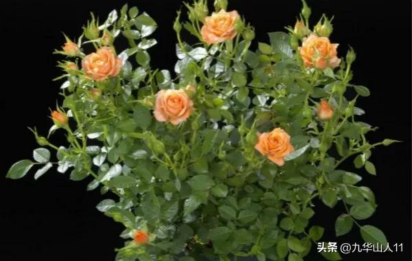 微型月季品种价格是多少 (微型月季品种有哪些)