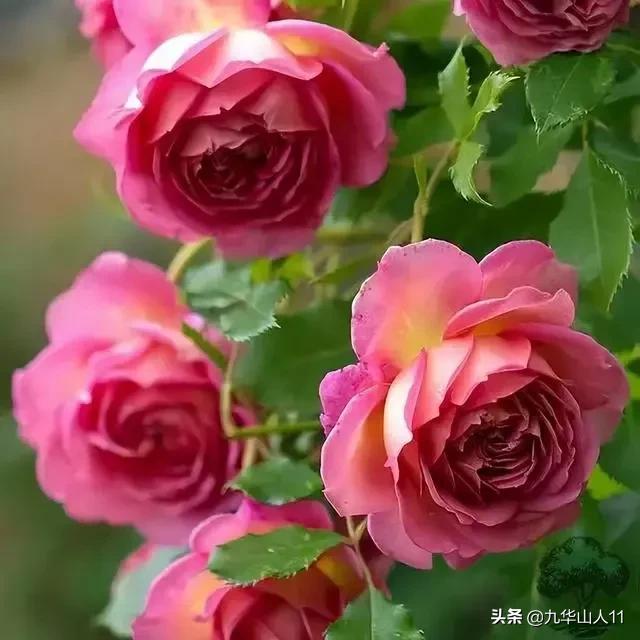 大花浓香勤花的月季品种,大花月季品种介绍大全图片及价格