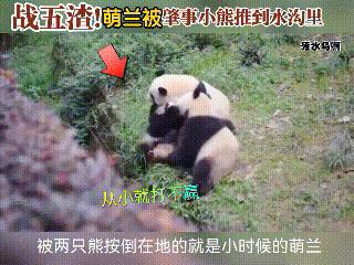 大熊猫萌兰小时候踩熊,大熊猫萌大打萌兰